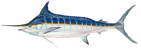 Blue marlin illustration