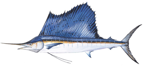 Sailfish illustration