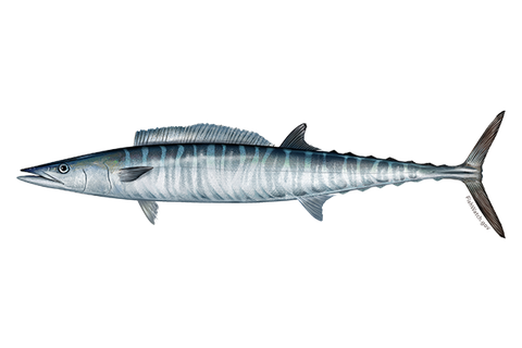 Wahoo illustration